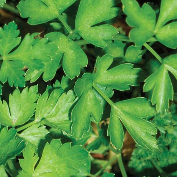 West Coast Seeds Parsley Seeds